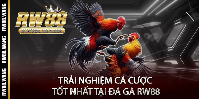 Trải Nghiệm Cá Cược Tốt Nhất Tại Đá Gà RW88